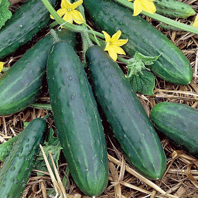 Spacemaster 80 Cucumber, Slicing (Cucumis sativus)
