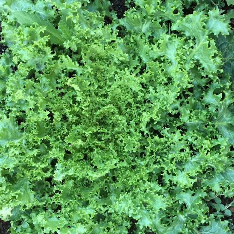 Green Curled Ruffec Endive (Cichorium endivia)