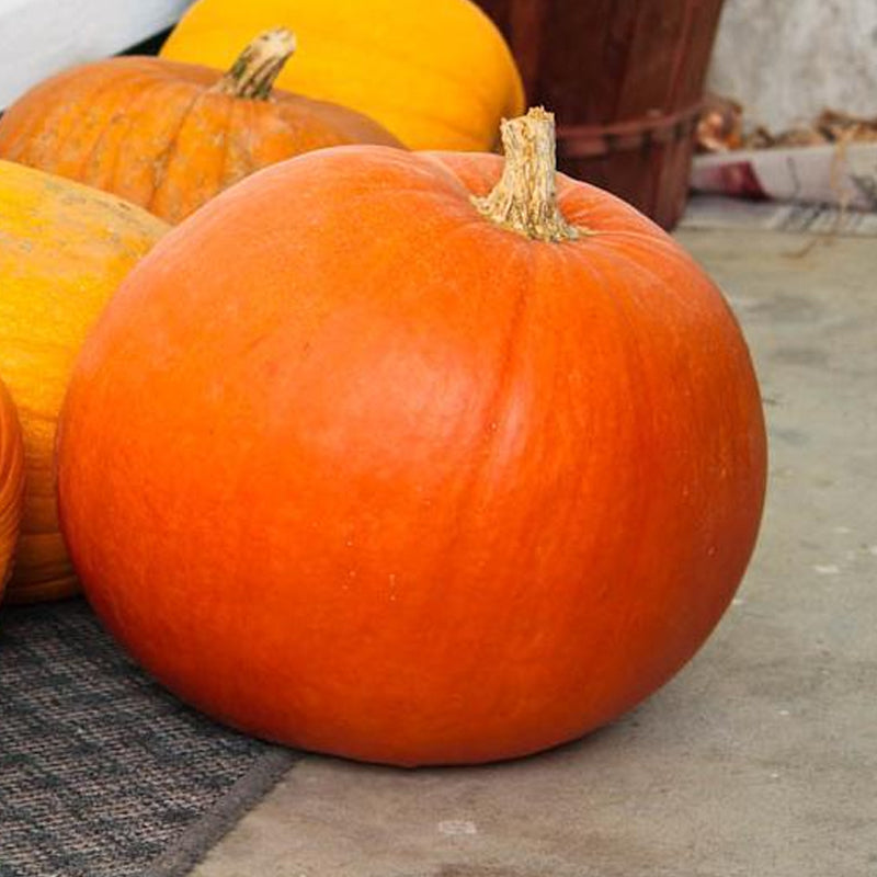 Big Max Pumpkin (Cucurbita maxima)