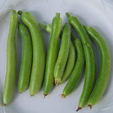 Italian Edible Gourd Squash, Summer (Lagenaria siceraria)