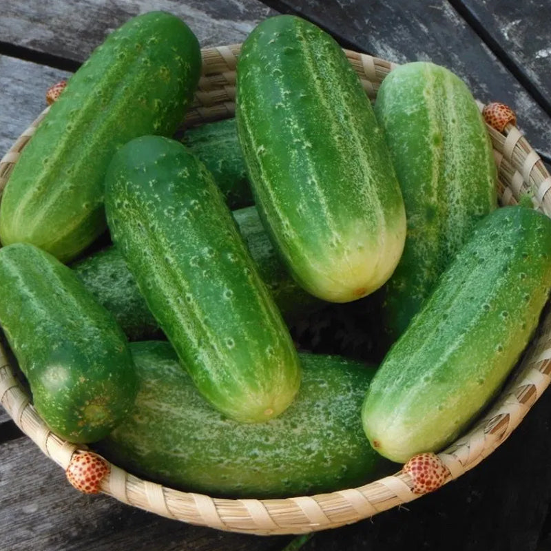 National Pickling Cucumber, Pickling (Cucumis sativus)