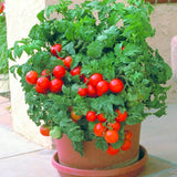 Patio F1 Hybrid, Standard (Slicing) Tomato (Lycopersicon esculentum)