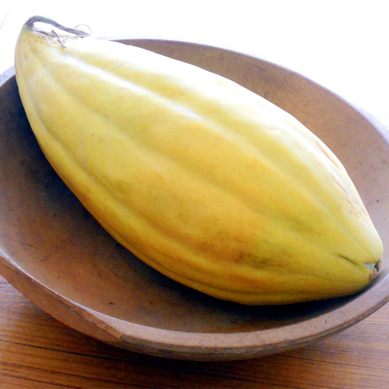 Banana Melon (Cucumis melo)