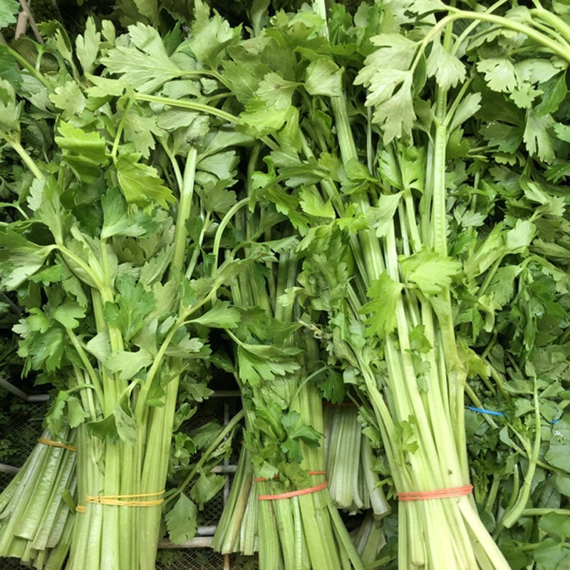 Chinese Celery (Apium graveolens)