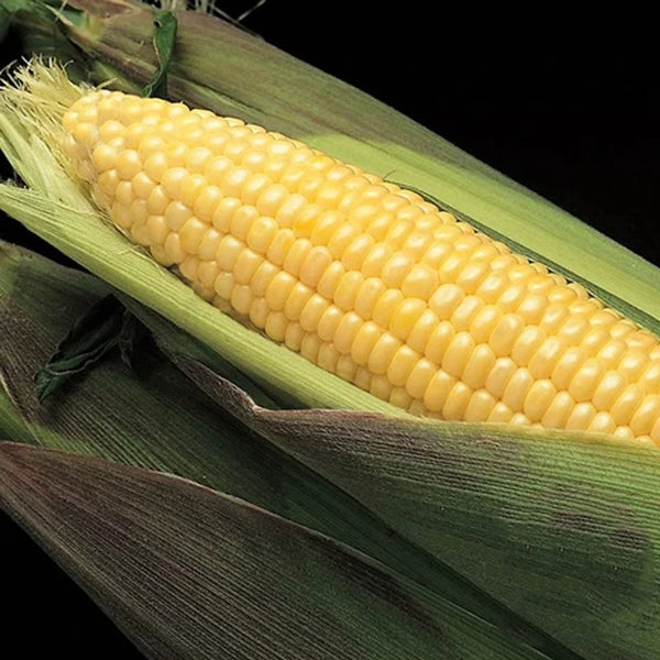 Kandy Korn Hybrid Yellow Sweet Corn (Zea mays) – MySeedsCo