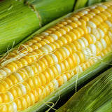 Delectable Hybrid Bi-color Sweet Corn (SE) (Zea mays)
