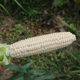 Country Gentleman White Sweet Corn (Shoe Peg Corn) (Zea mays)
