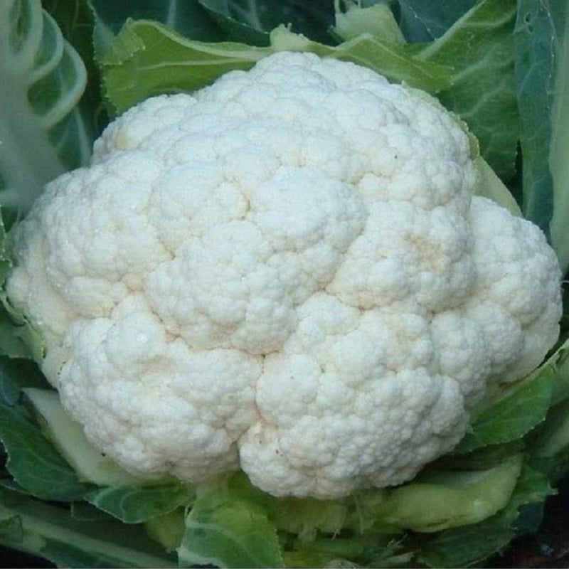 Self Blanche Cauliflower (Brassica oleracea)