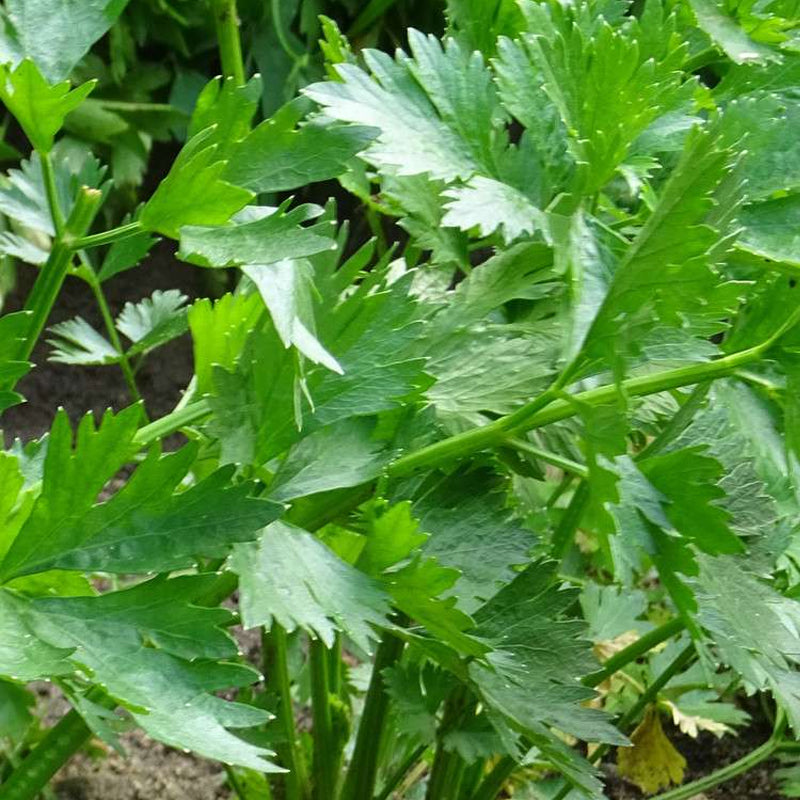 Chinese Celery (Apium graveolens)