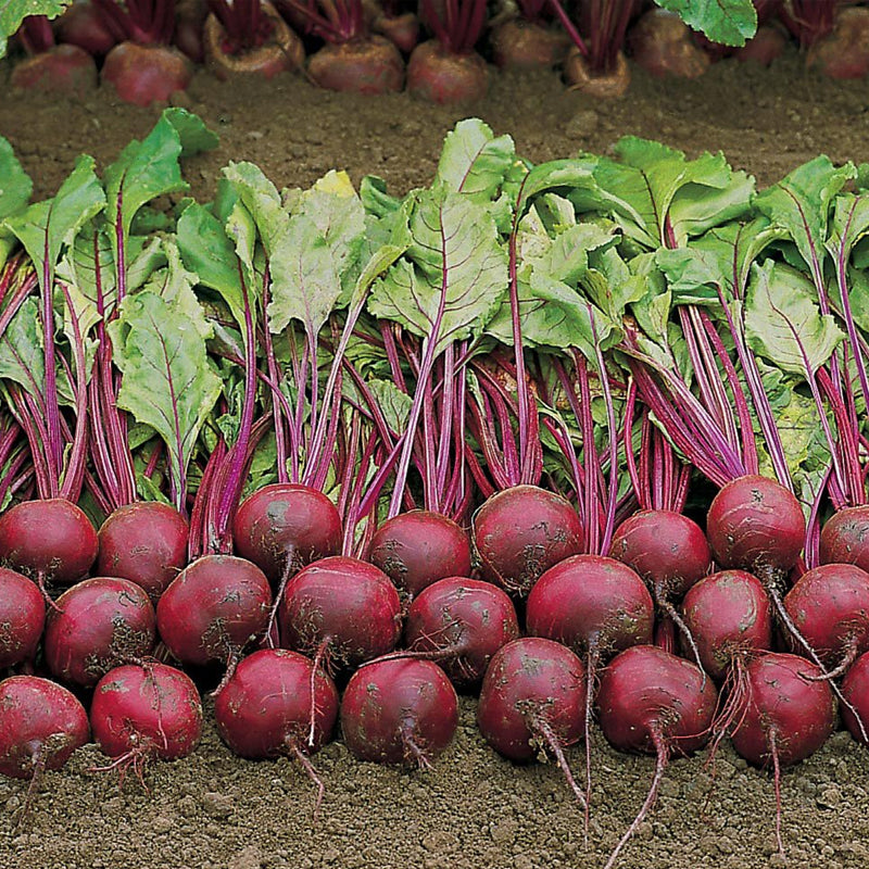 Ruby Queen Beet (Beta vulgaris)