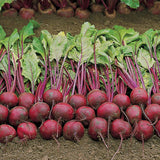 Ruby Queen Beet (Beta vulgaris)