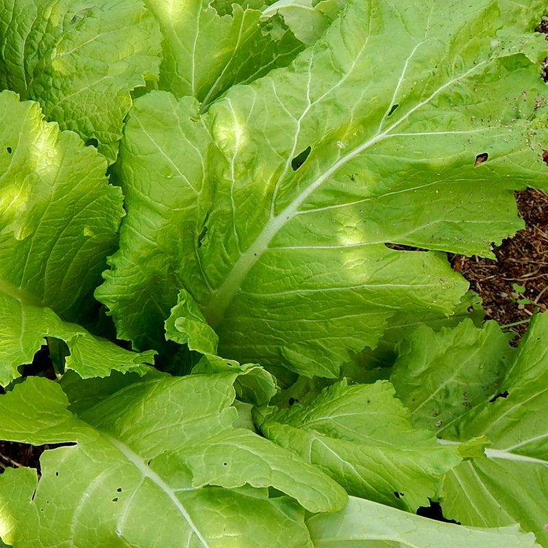 Florida Broadleaf, Mustard (Brassica juncea)