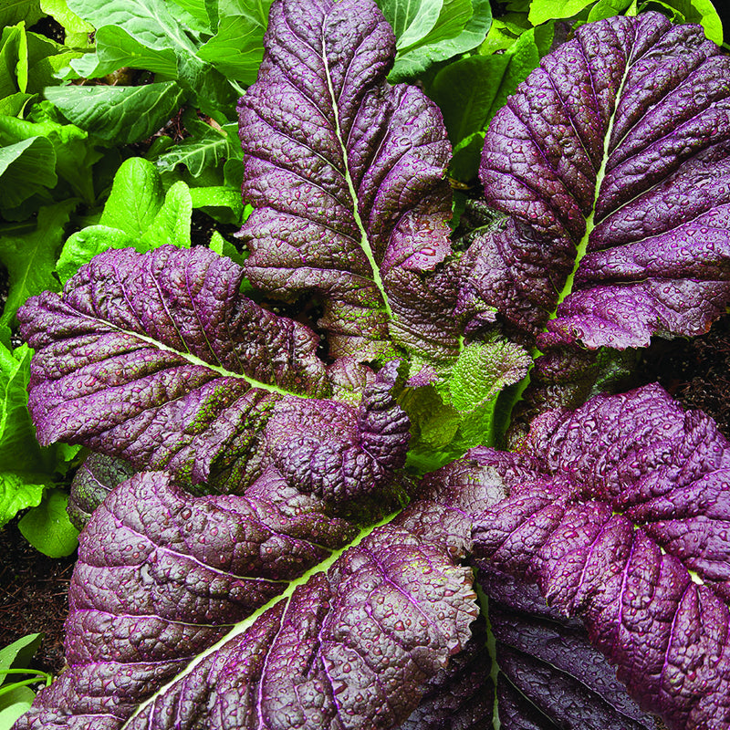 Red Giant, Mustard (Brassica juncea)