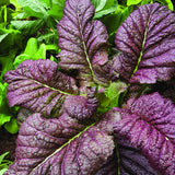 Red Giant, Mustard (Brassica juncea)