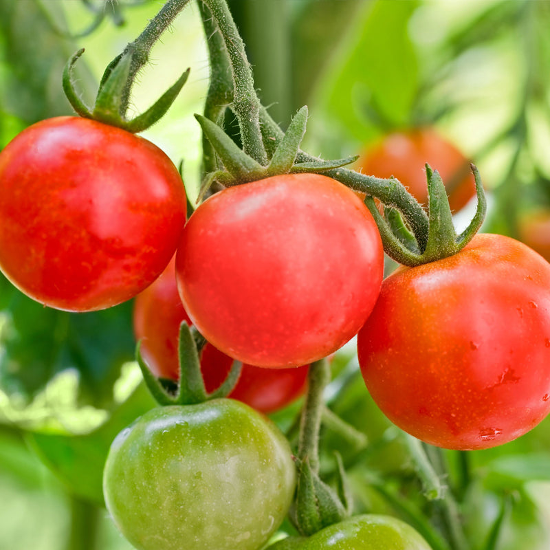 Red Cherry Large Tomato, Cherry Tomato (Lycopersicon esculentum)
