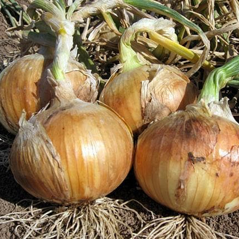 Yellow Granex PRR F1 Hybrid Onion, Short-Day (Allium cepa)
