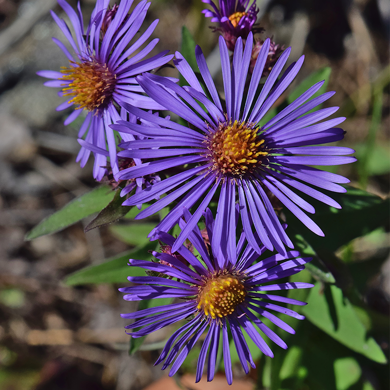 ASTER Novae-angliae  (SYMPHYOTRICHUM novae-angliae) (New England Aster)