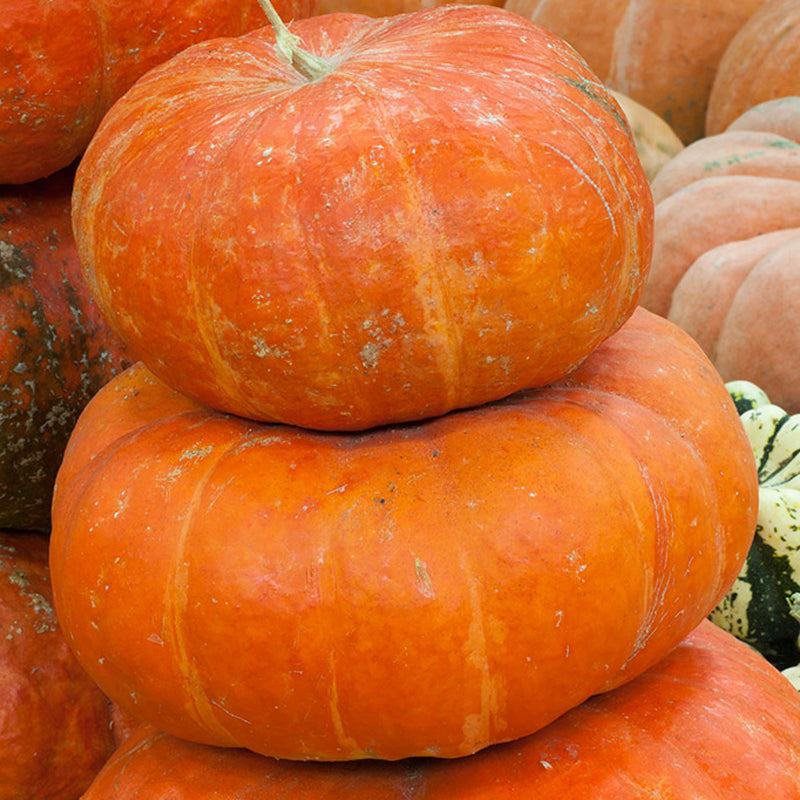 Cinderella (Rouge Vif d’Etampes) Pumpkin (Cucurbita maxima)