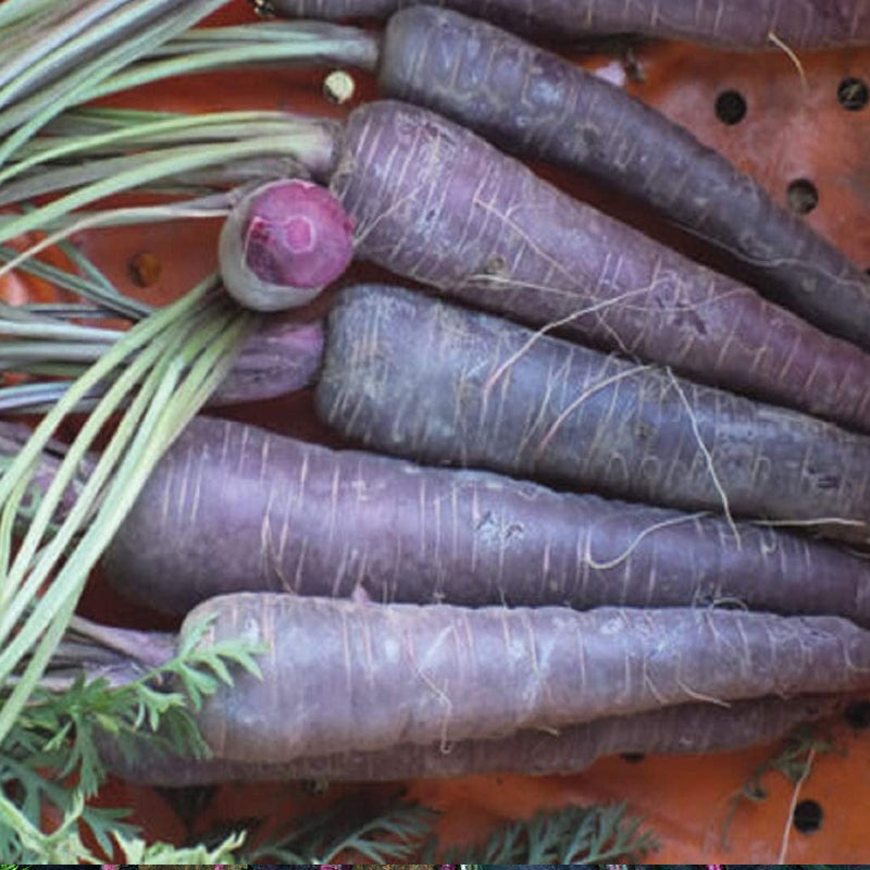 Black Nebula Carrot (Daucus carota)