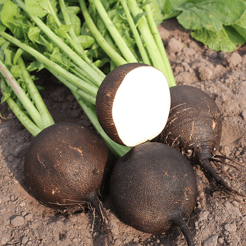 Black Spanish Round Radish (Raphanus sativus)