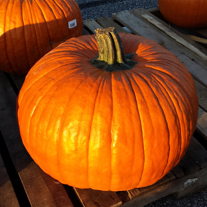 Connecticut Field Pumpkin (Cucurbita maxima)