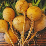 Golden Globe Turnip (Brassica rapa)