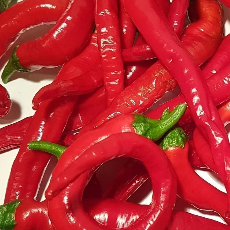 Portugal Pepper, HOT (Capsicum annuum)
