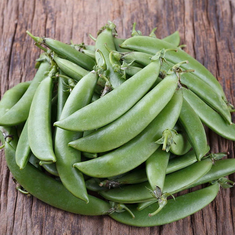 Cascadia Snap Pea, Edible Pod Snap Pea (Pisum sativum)