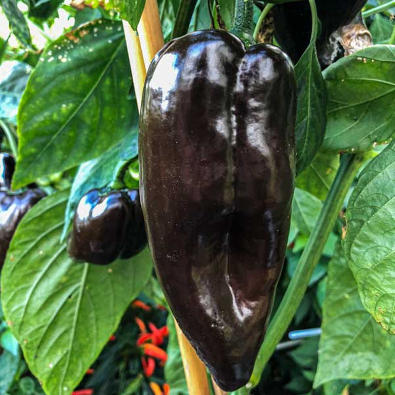 Mulato Isleno Pepper, HOT (Capsicum annuum)