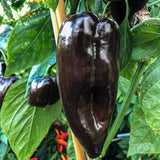 Mulato Isleno Pepper, HOT (Capsicum annuum)