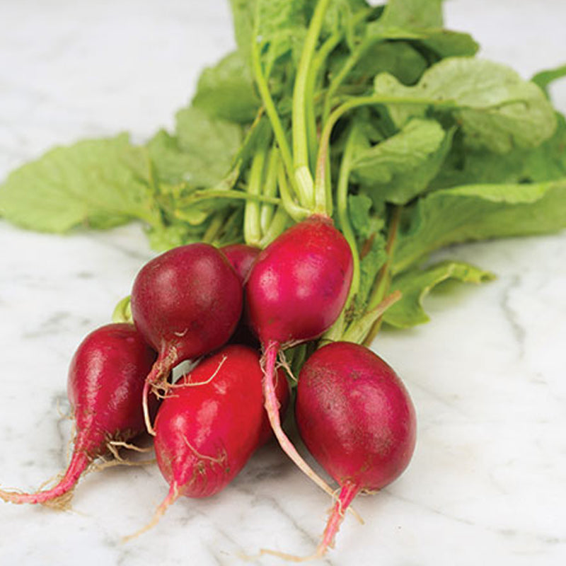 Crimson Giant Radish (Raphanus sativus)