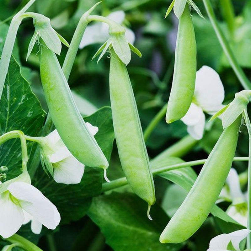 Sugar Ann Pea, Edible Pod Snap Pea (Pisum sativum)