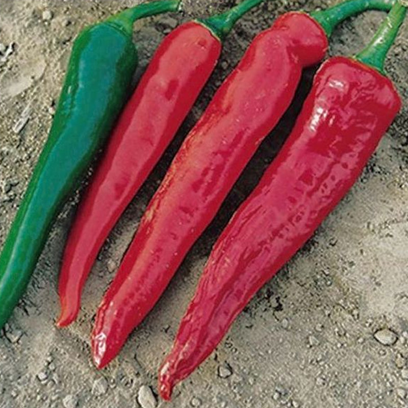 Portugal Pepper, HOT (Capsicum annuum)