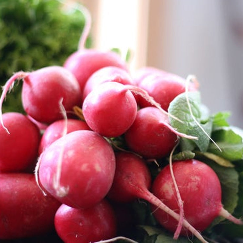 German Giant Radish (Raphanus sativus)