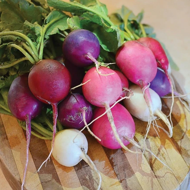 Easter Egg Radish (Raphanus sativus)