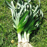 American Flag Leek	(Allium porrum)