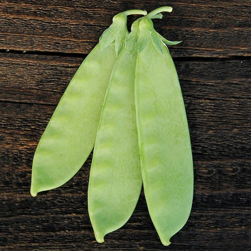 Mammoth Melting Sugar Pea, Edible Pod (Pisum sativum)