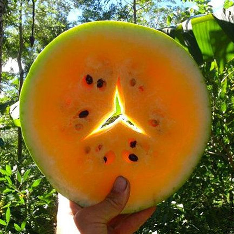 Tendersweet Orange Watermelon (Citrullus lanatus)