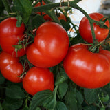Early Girl F1 Hybrid, Standard (Slicing) Tomato (Lycopersicon esculentum)