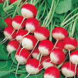 Sparkler White Tip Radish (Raphanus sativus)