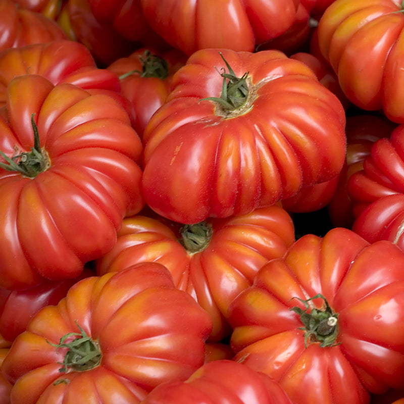 Costoluto Genovese, Standard (Slicing) Tomato (Lycopersicon esculentum)