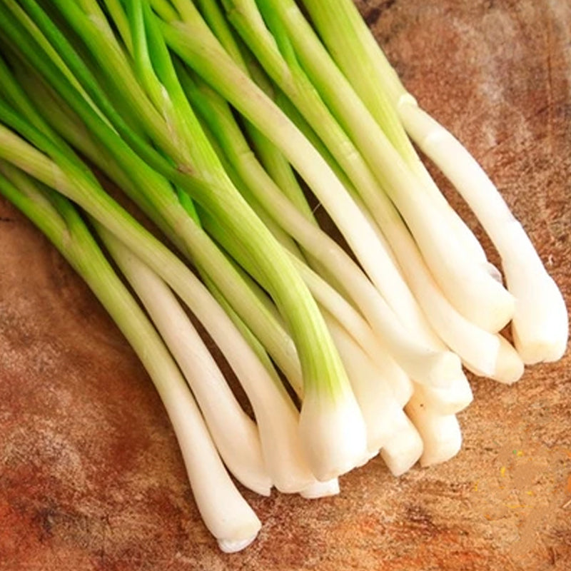 Tokyo Long Onion, Bunching - Japanese Scallions (Allium fistulosum)
