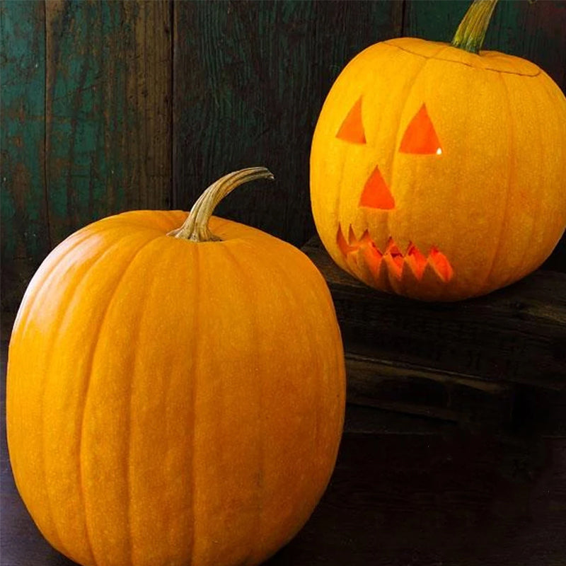 Jack O'Lantern Pumpkin (Cucurbita maxima)