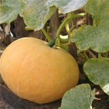 Yellow of Paris (Jaune Gros De Paris) Pumpkin (Cucurbita maxima)