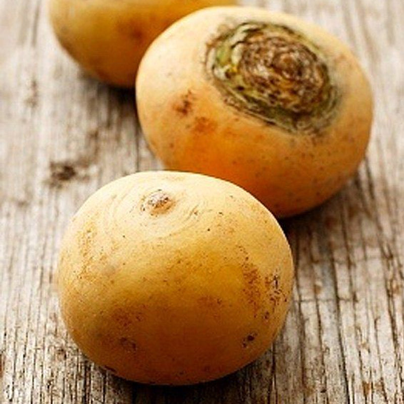 Golden Globe Turnip (Brassica rapa)