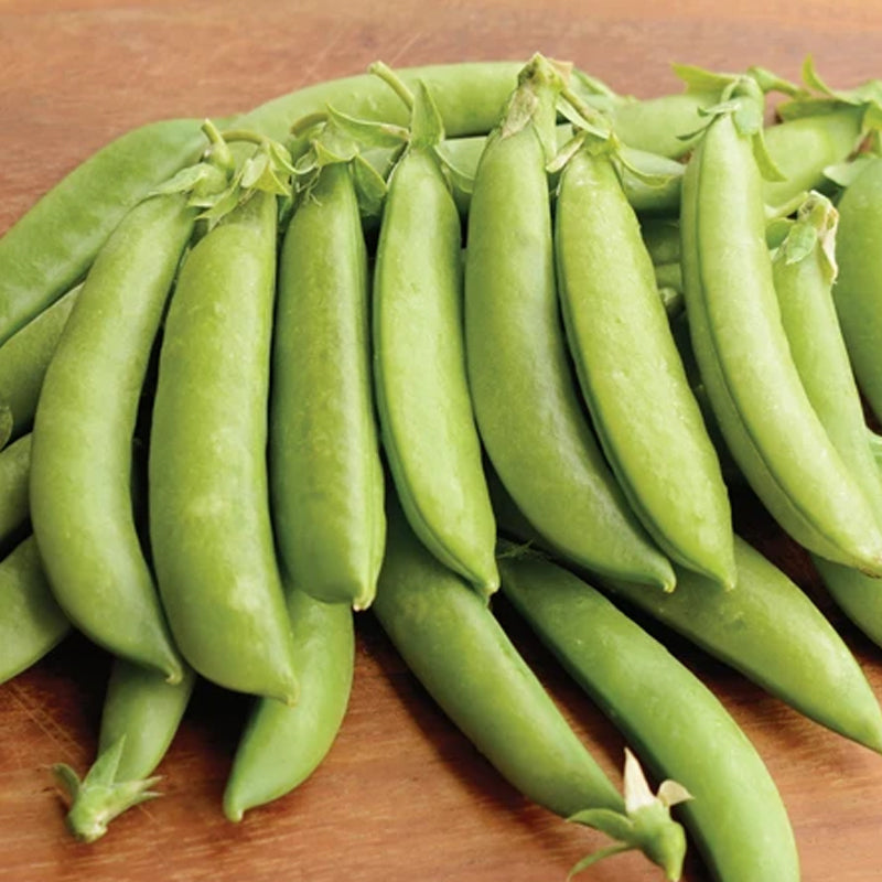 Sugar Daddy Pea, Edible Pod Snap Pea (Pisum sativum)