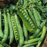 Green Arrow Garden Pea (Pisum sativum)