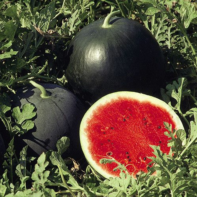 Florida Giant Watermelon (Citrullus lanatus)