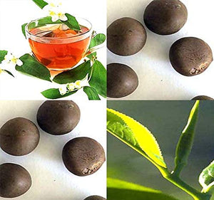 Camellia sinensis (Tea, Tea Plant, Tea Camellia)