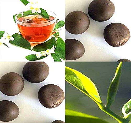 Camellia sinensis (Tea, Tea Plant, Tea Camellia)